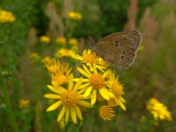 Przestrojnik trawnik (Aphantopus hyperantus L.) na kwiecie starca jakubka (Jacobaea vulgaris Gaertn.) , <p>fot. Mateusz Starnowski</p>